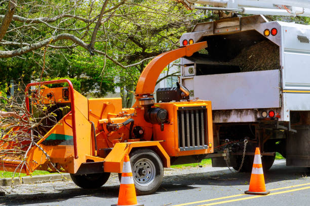 Best Tree Health Inspection  in South Paris, ME